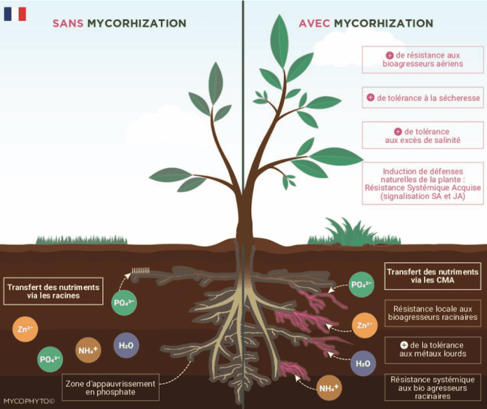 MYCOPHYTO propose des solutions pour une nouvelle agriculture.
